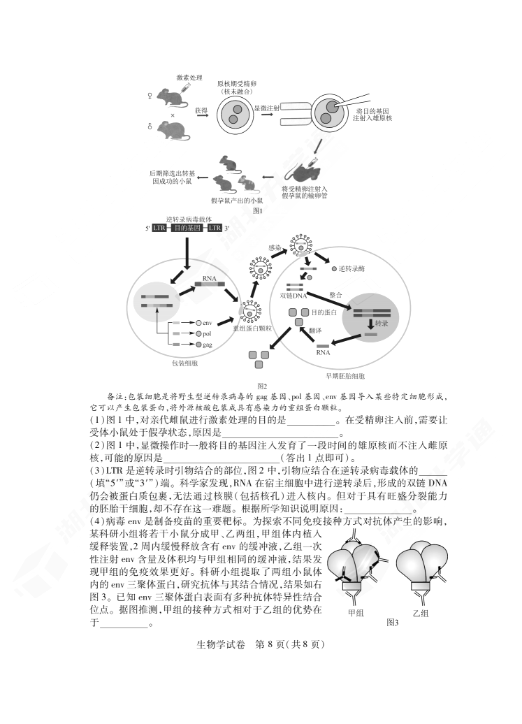 2024年湖北省七市州高三3月联考生物试题